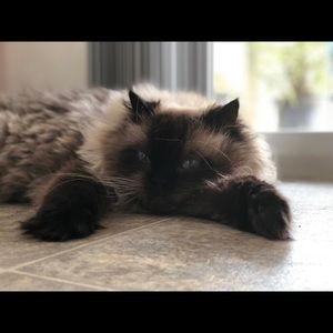 Meet your Posher, Leila